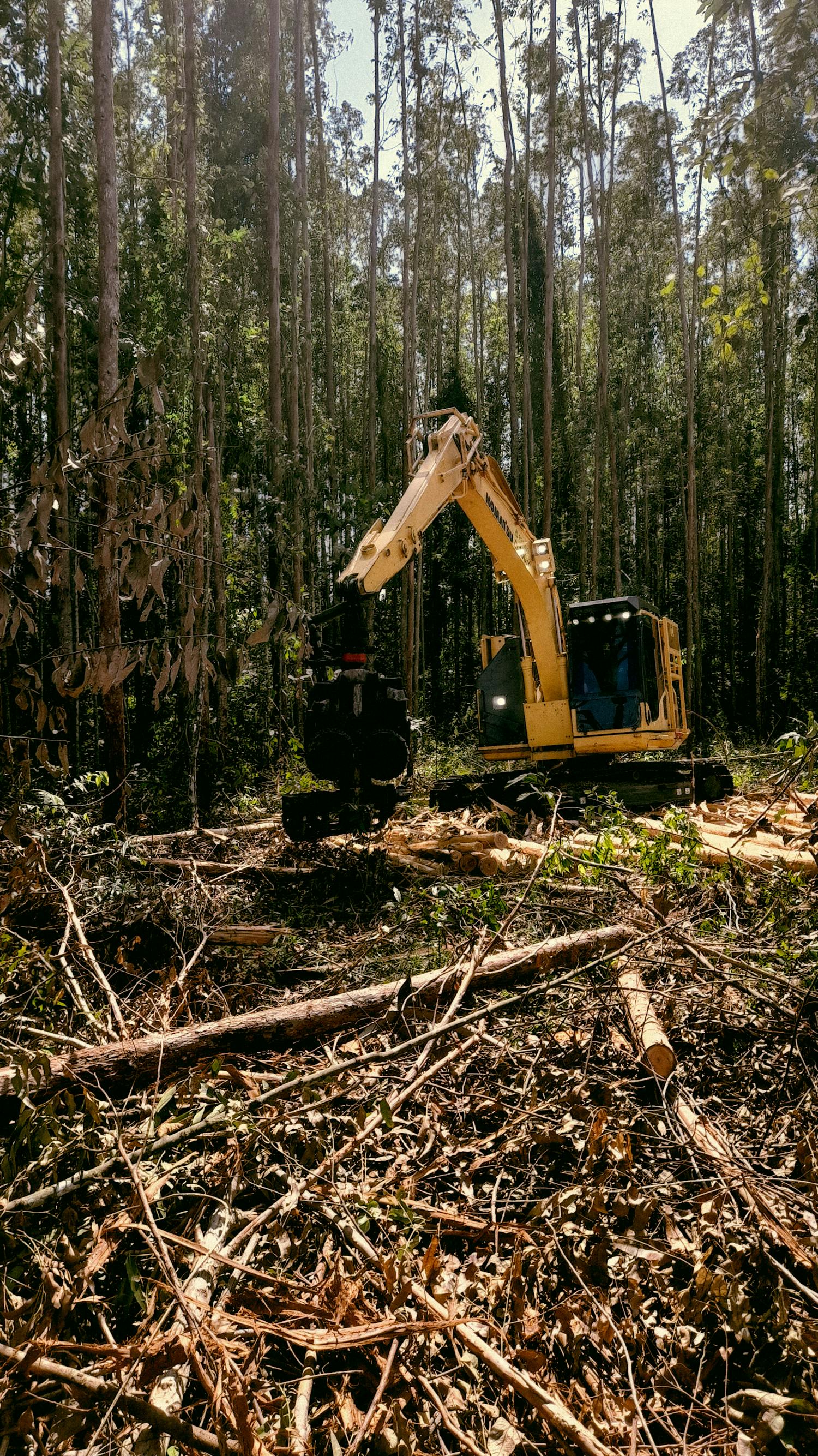 Forestry mulching service in Central Florida